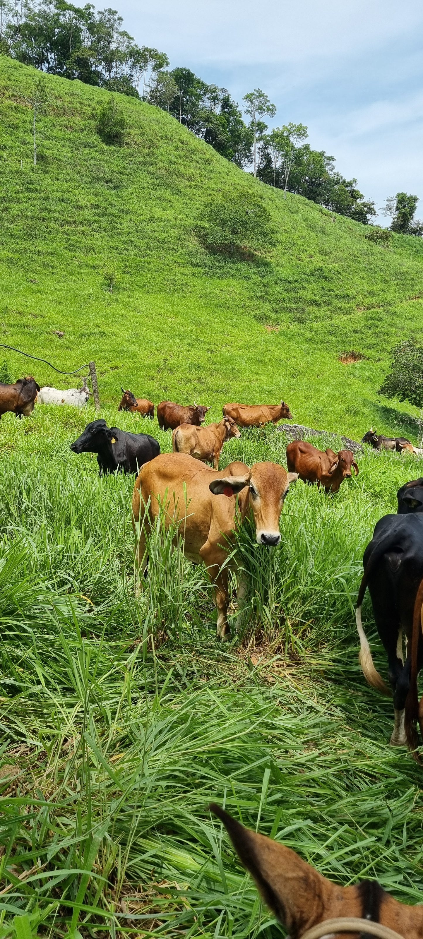 Caldo de hueso de res (850ml)