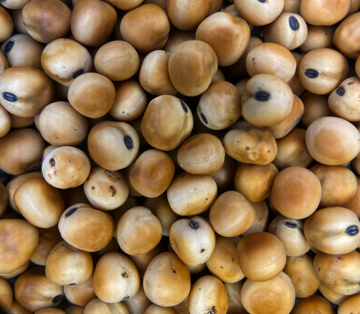 Semilla arveja pequinegra