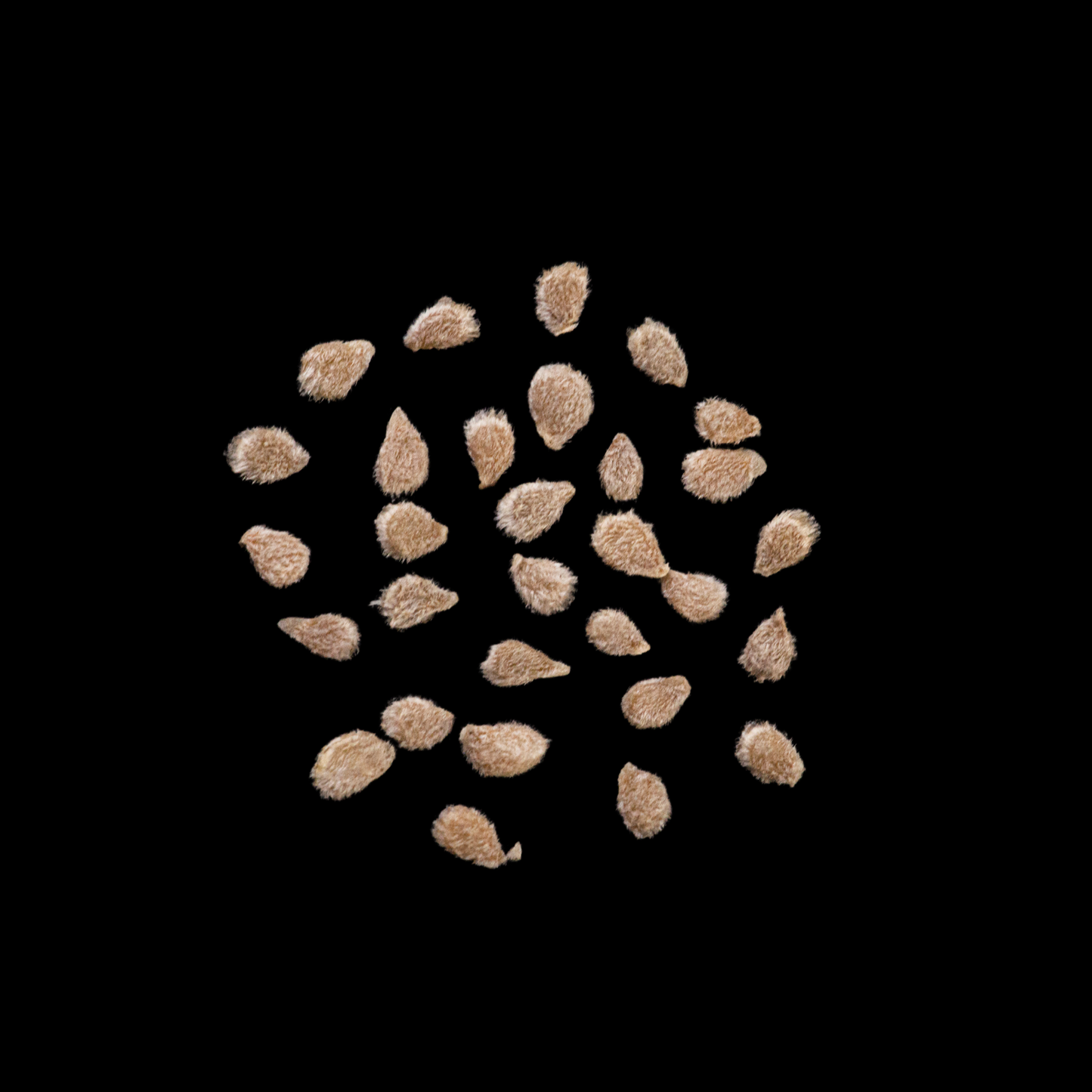 Promise Tomato Seed (0.5g)
