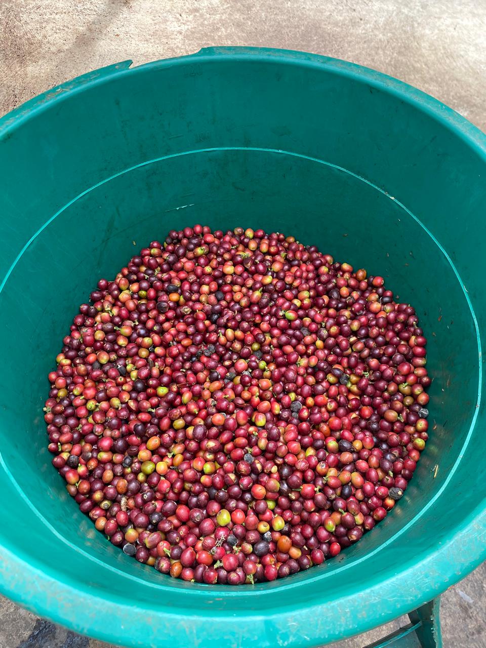 Café Natural