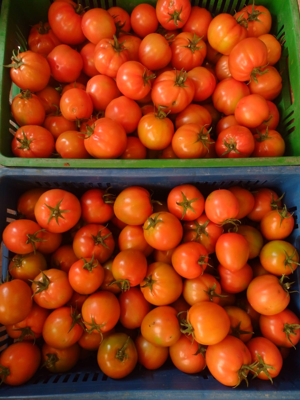 Tomate chonto (1kg)
