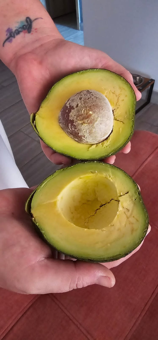 Aguacate Reed (1kg)