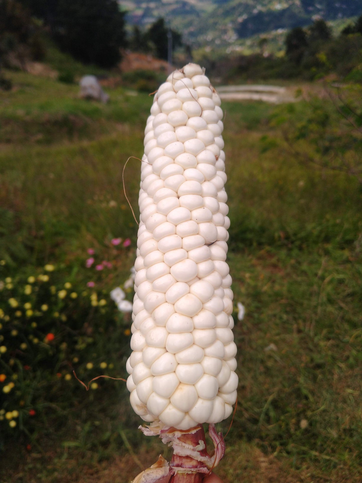 Selected Capio Corn Seed