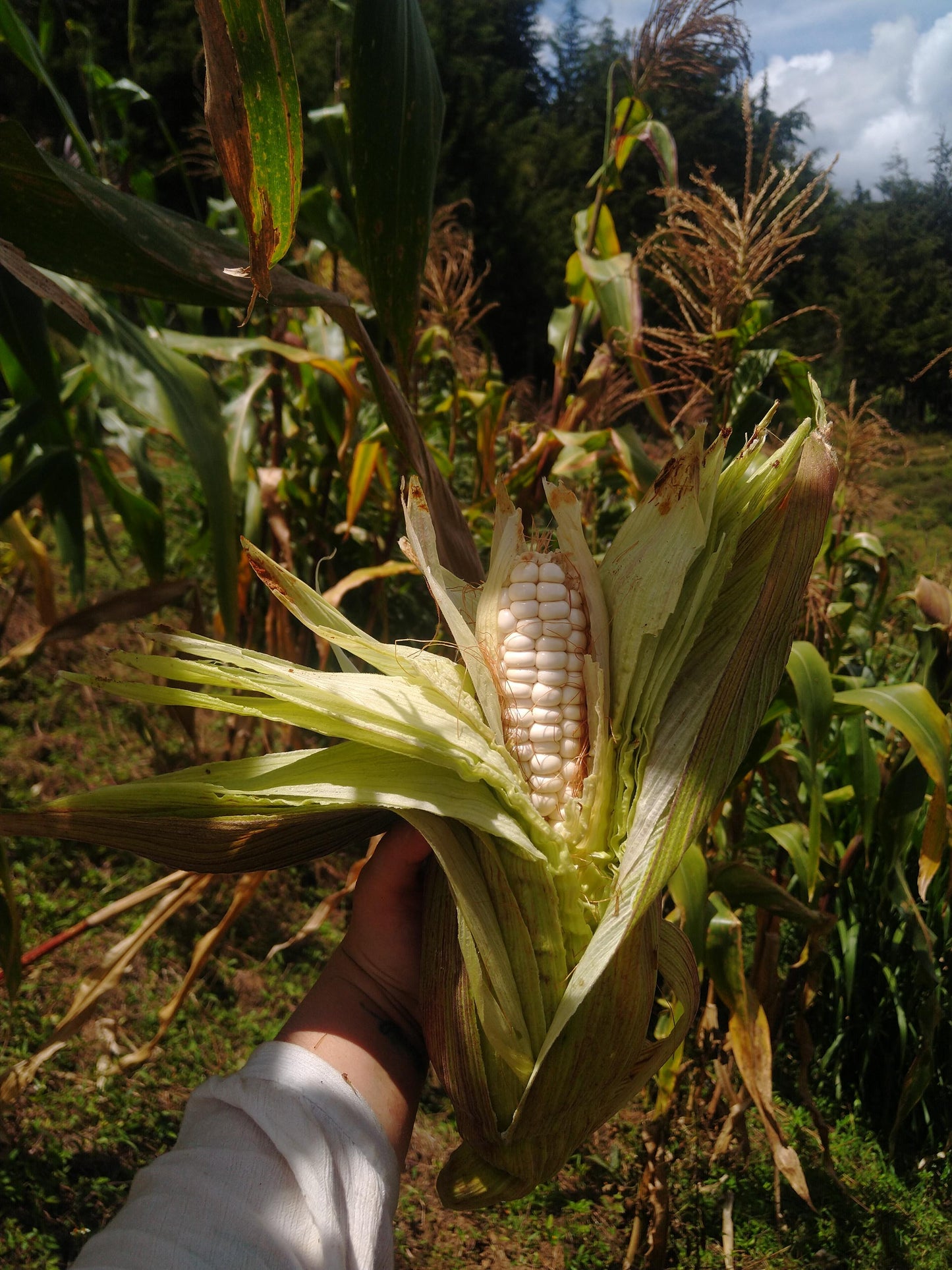 Selected Capio Corn Seed