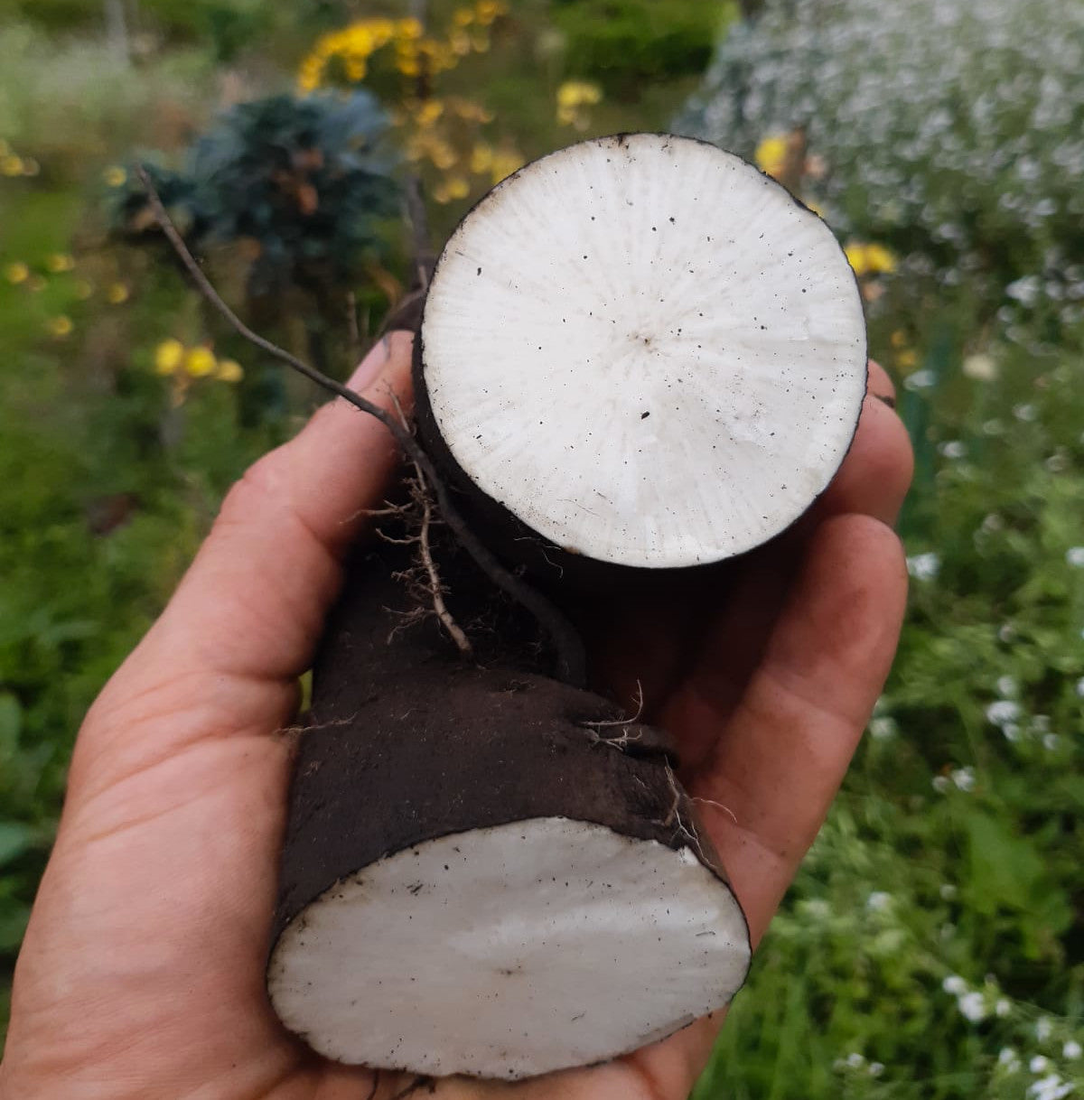 Semilla rábano negro