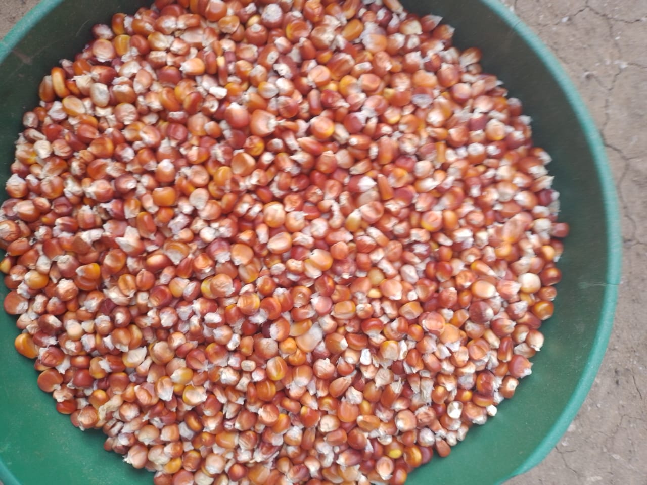 Arepas de maiz criollo (5uds)