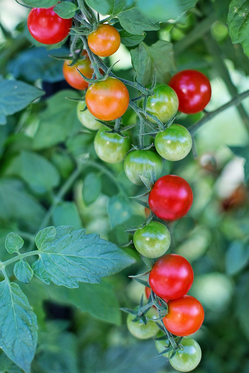 Tomate cherry (300g)