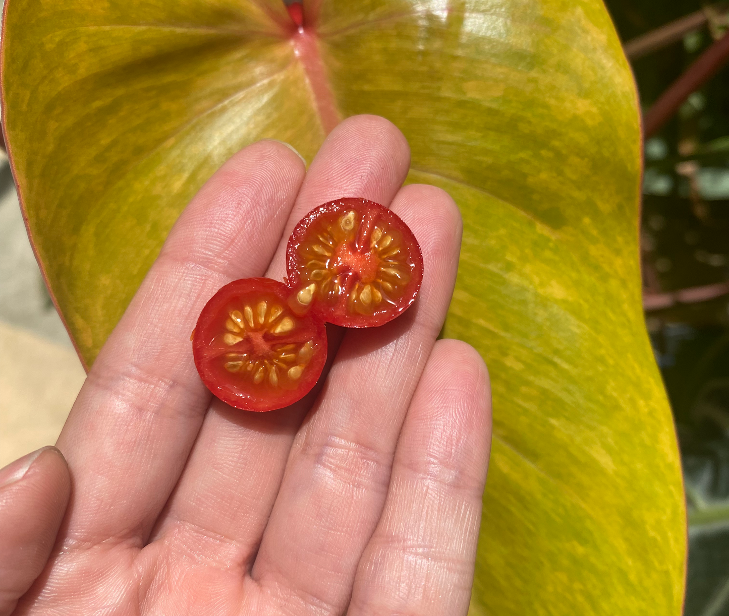 Red Cherry Tomato Seed (0.5g)