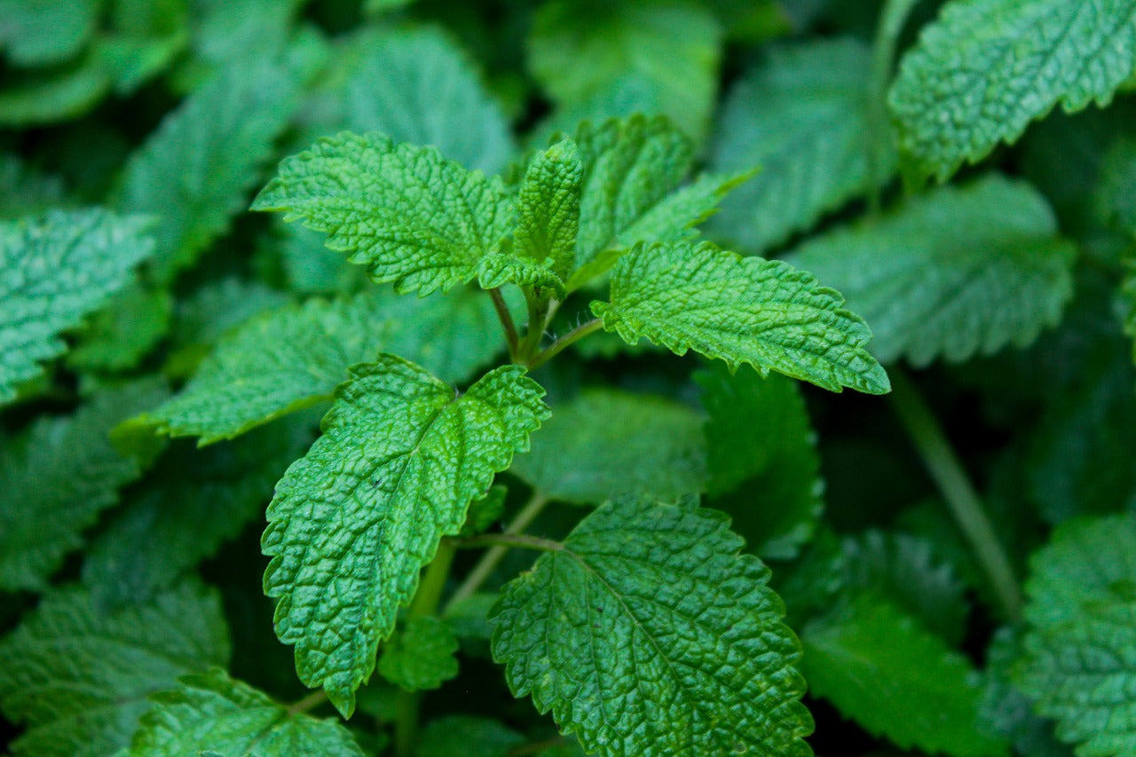 Lemon balm (100g)