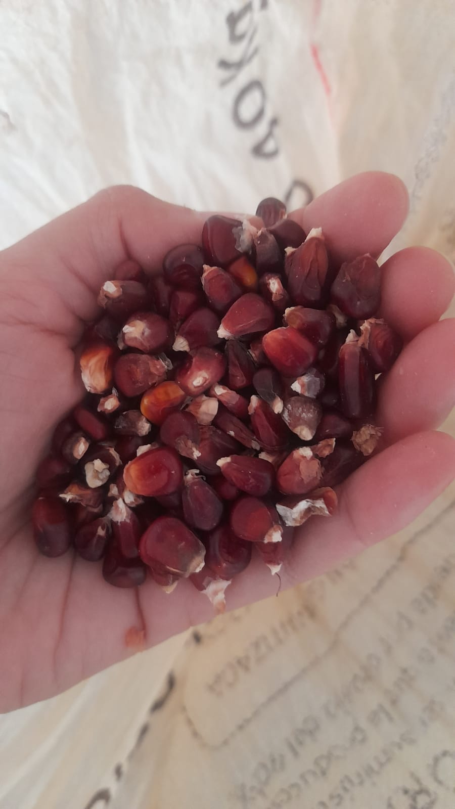 Arepas de maiz criollo (5uds)