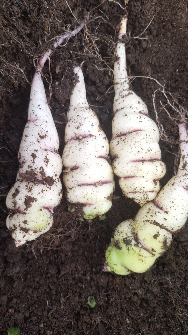 Cubios (250g)