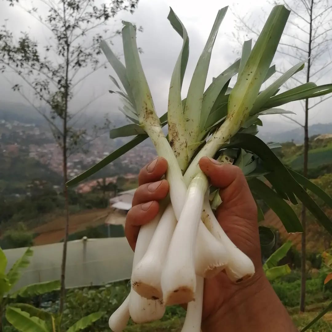 Paquetoncito Agroecológico 🥑🍌🍓🥬