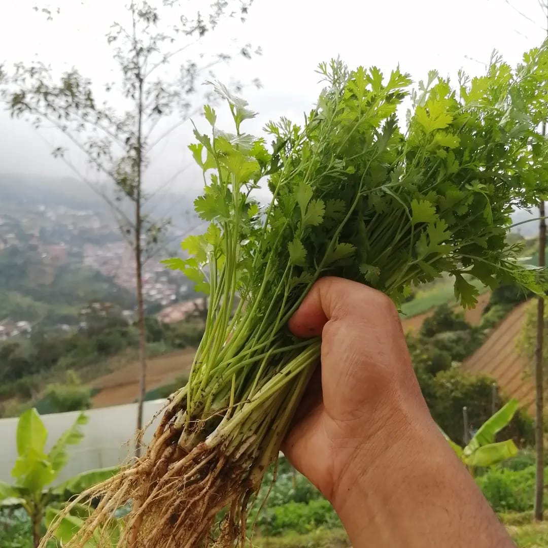Paquetón Agroecológico Fresquito 🥑🍌🍓🥬