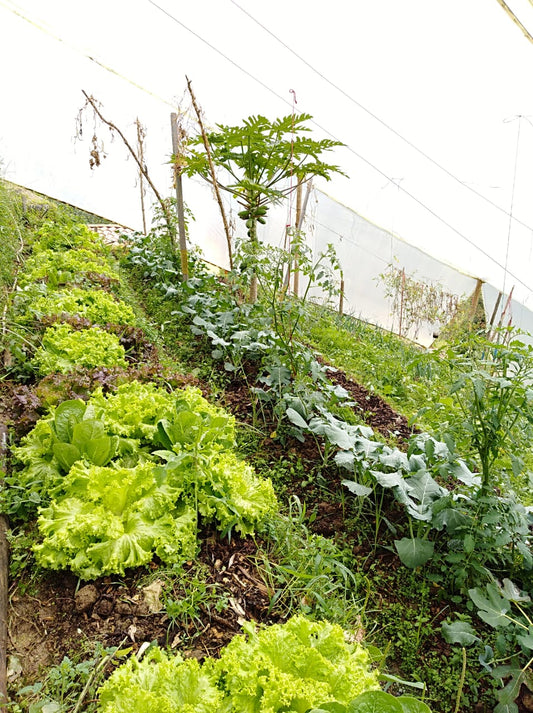 Green frizzy lettuce (1 unit)
