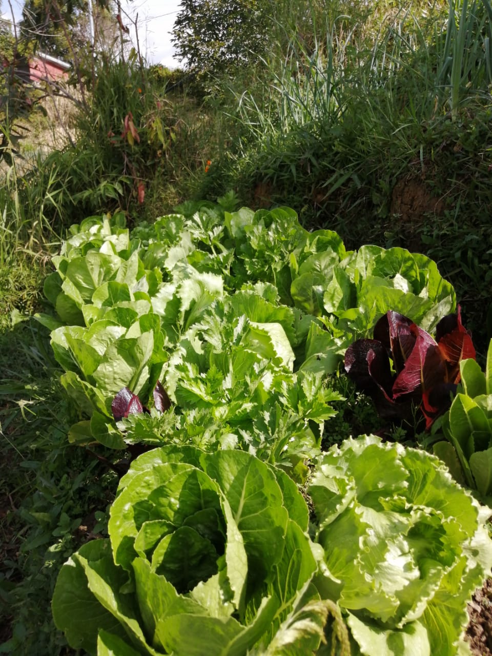 Romaine lettuce (1 unit)