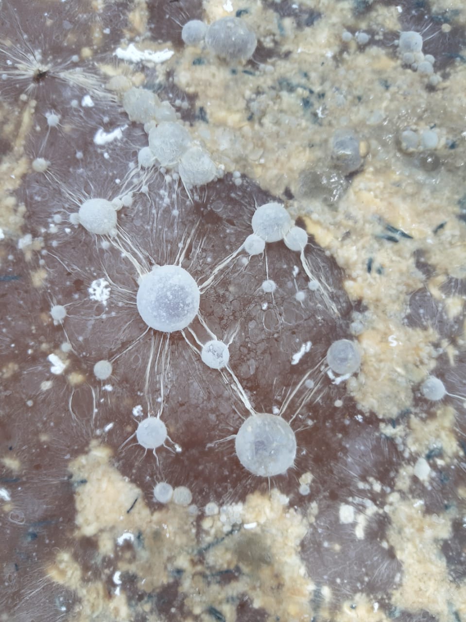 Microorganismos de montaña sólidos (1kg)