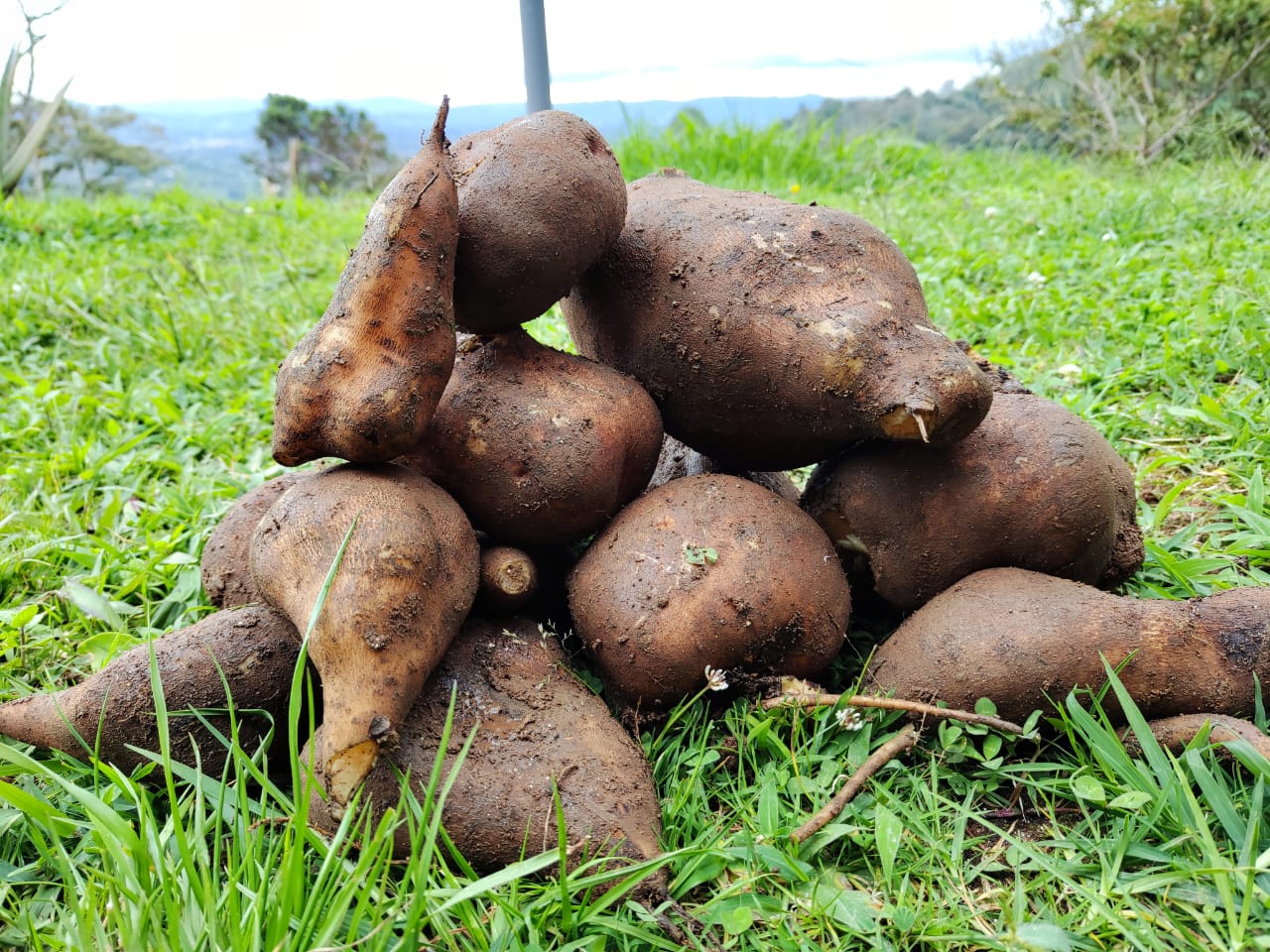 Yacón (1kg)