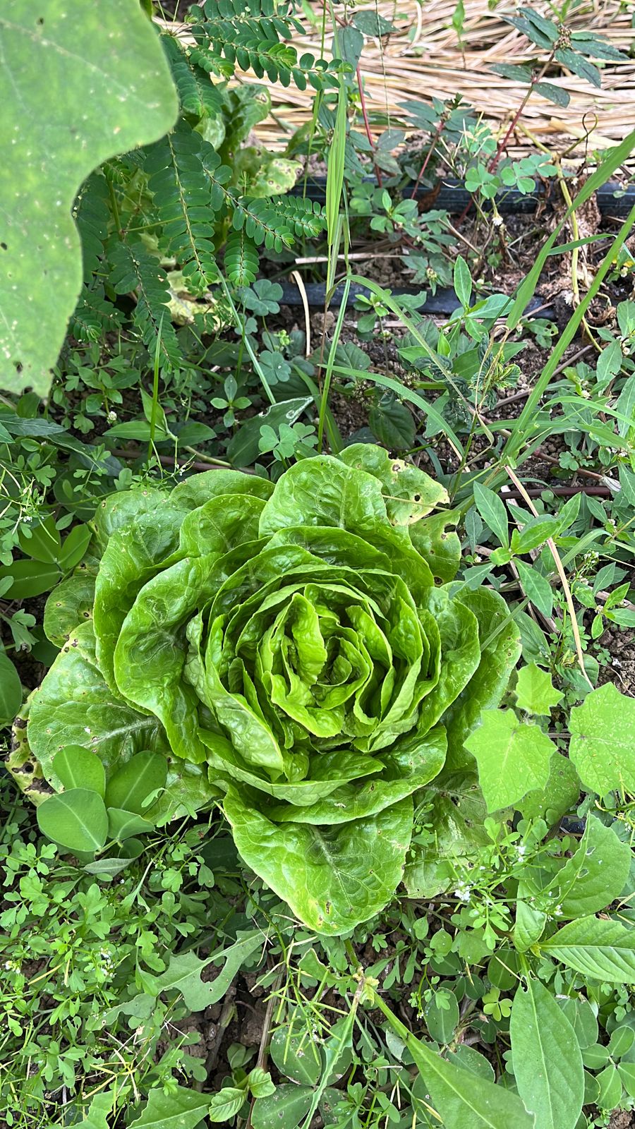 Lechuga cogollo europeo
