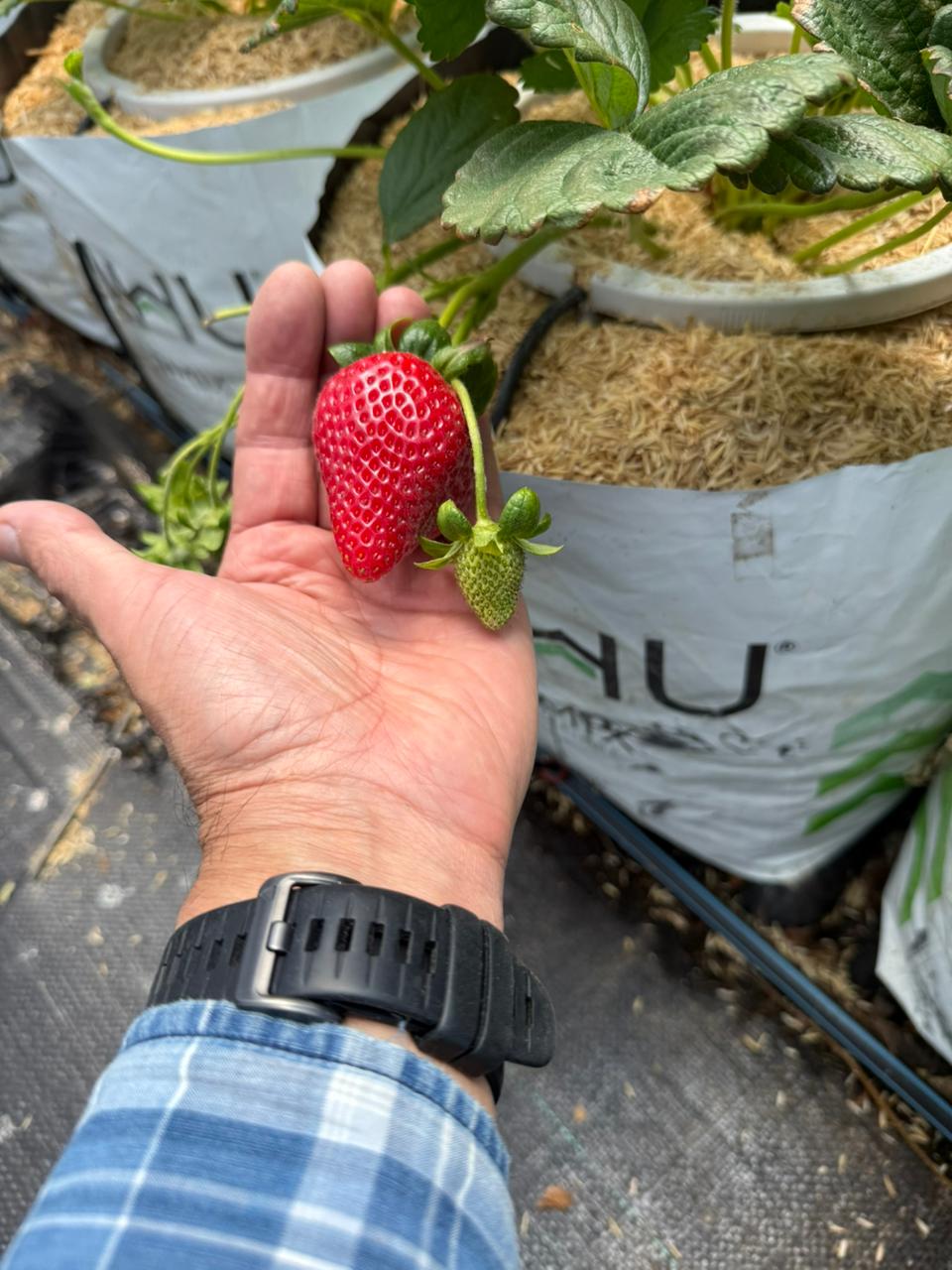 Fresas (500g)