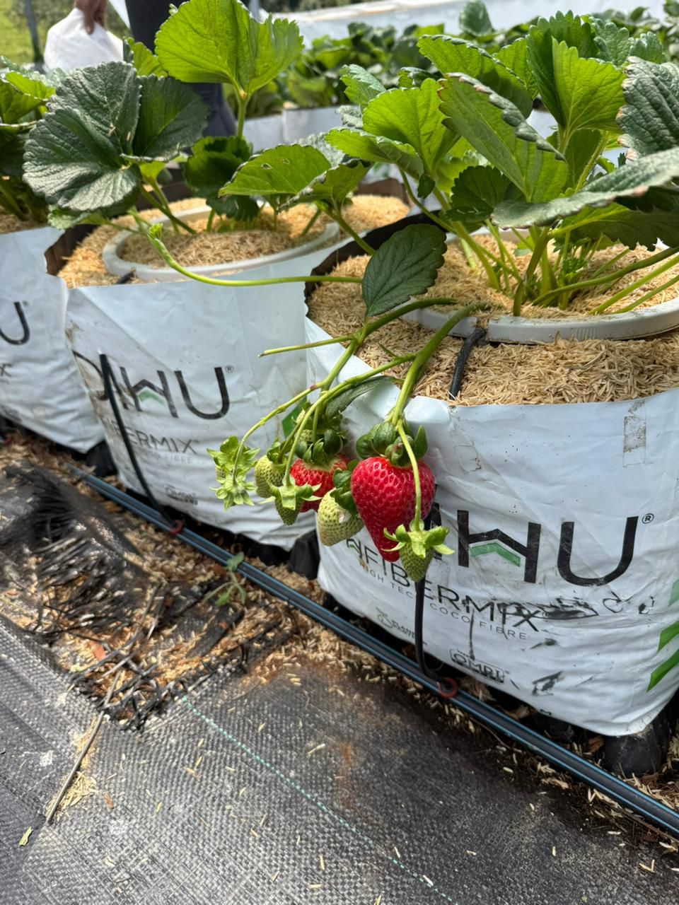 Fresas (500g)