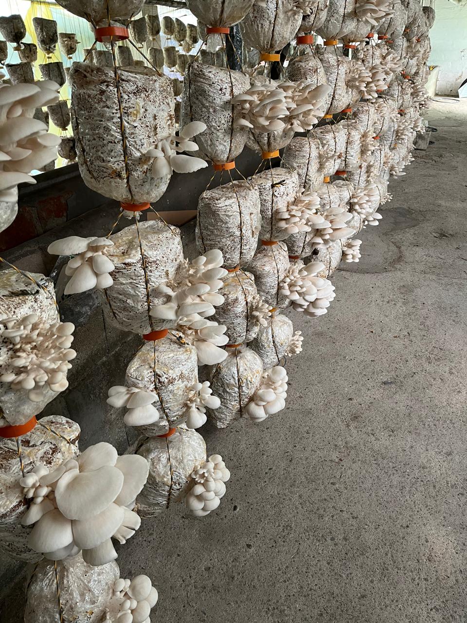 Orellanas frescas (500g)