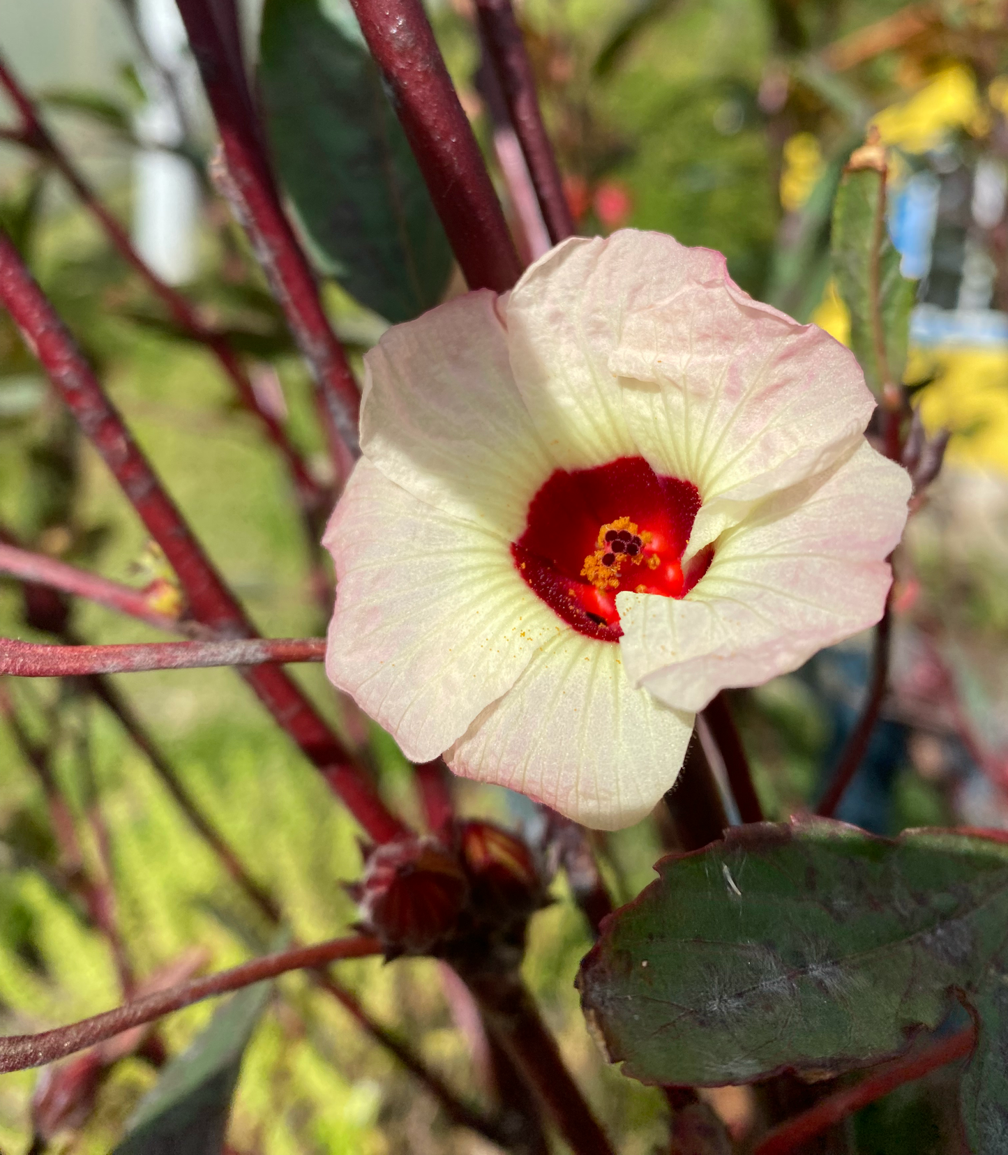 Semilla Flor de Jamaica