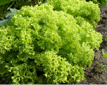 Paquetoncito Agroecológico 🥑🍌🍓🥬