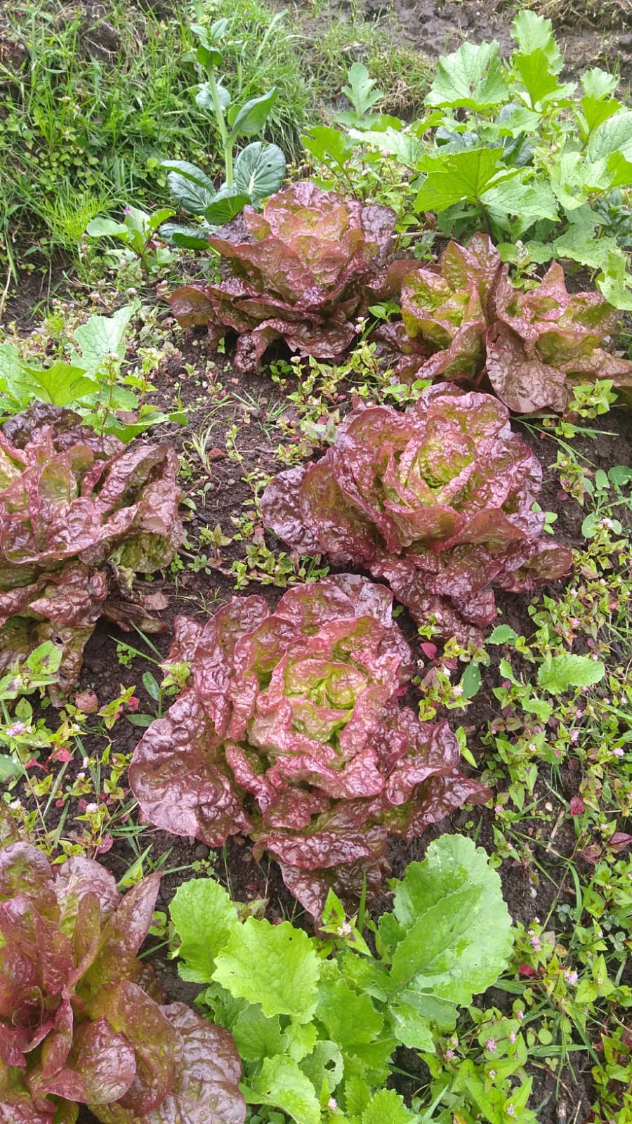 Semilla lechuga estrella roja