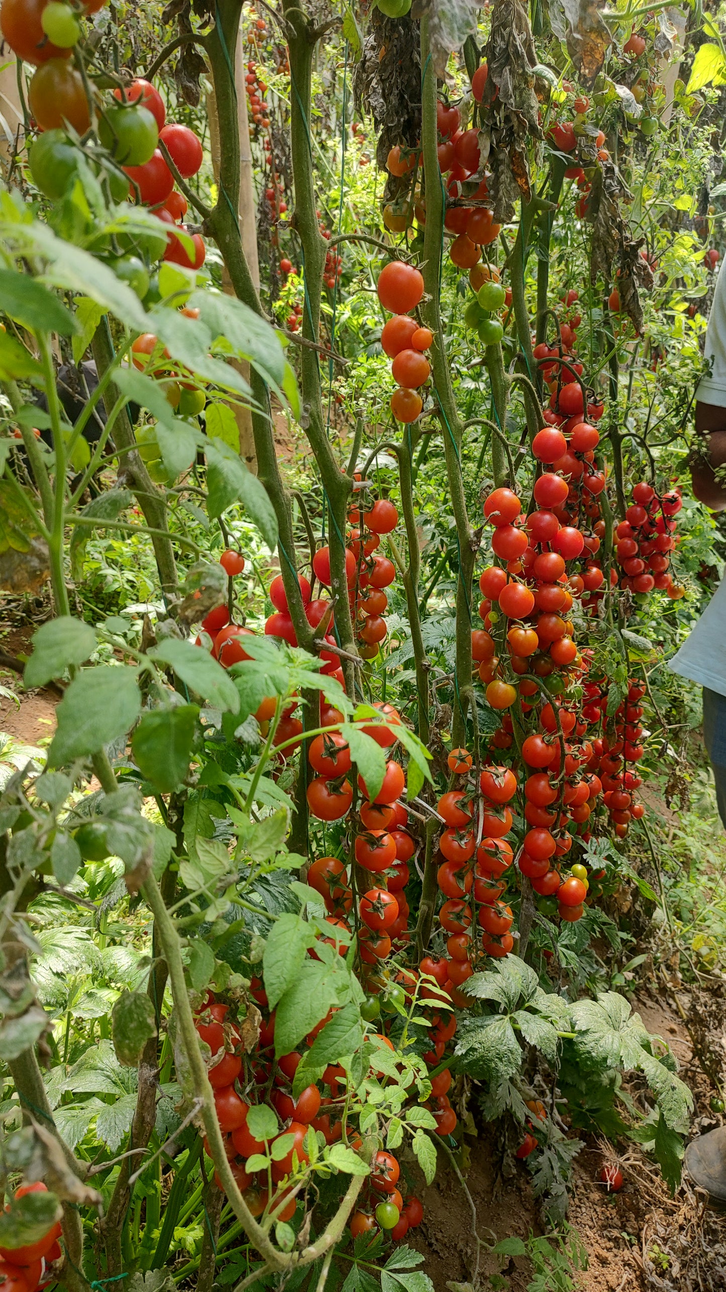 Tomate cherry