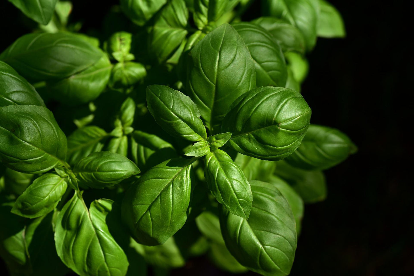 Genovese basil (100g)
