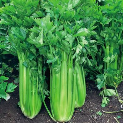 Apio de ensalada (500g)