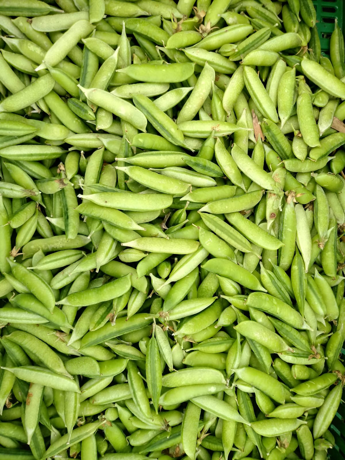 Semilla Arveja (50g)