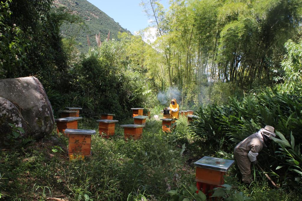 Apis mellifera honey (500grs)