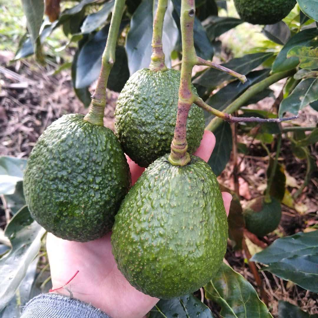 Avocado (1kg)