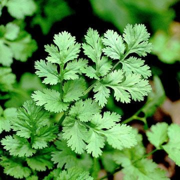 Coriander Seed (10g)