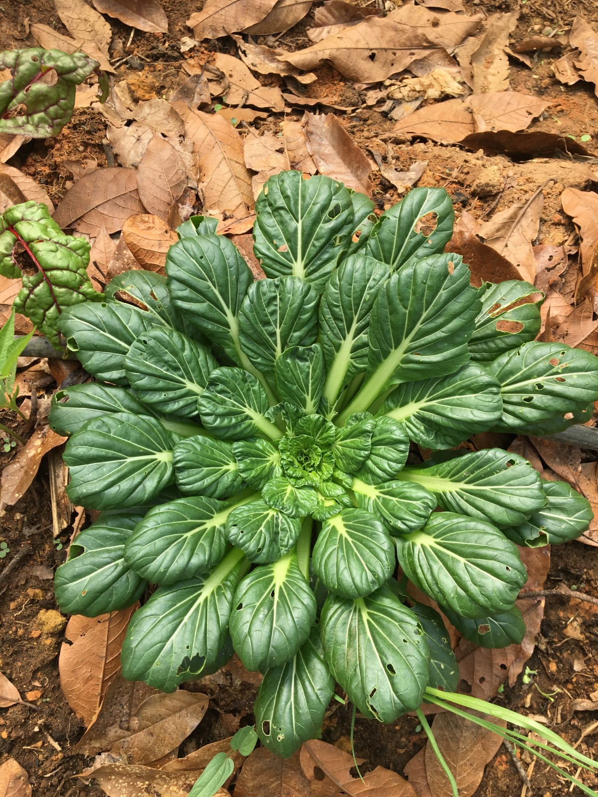 Semilla acelga tatsoi