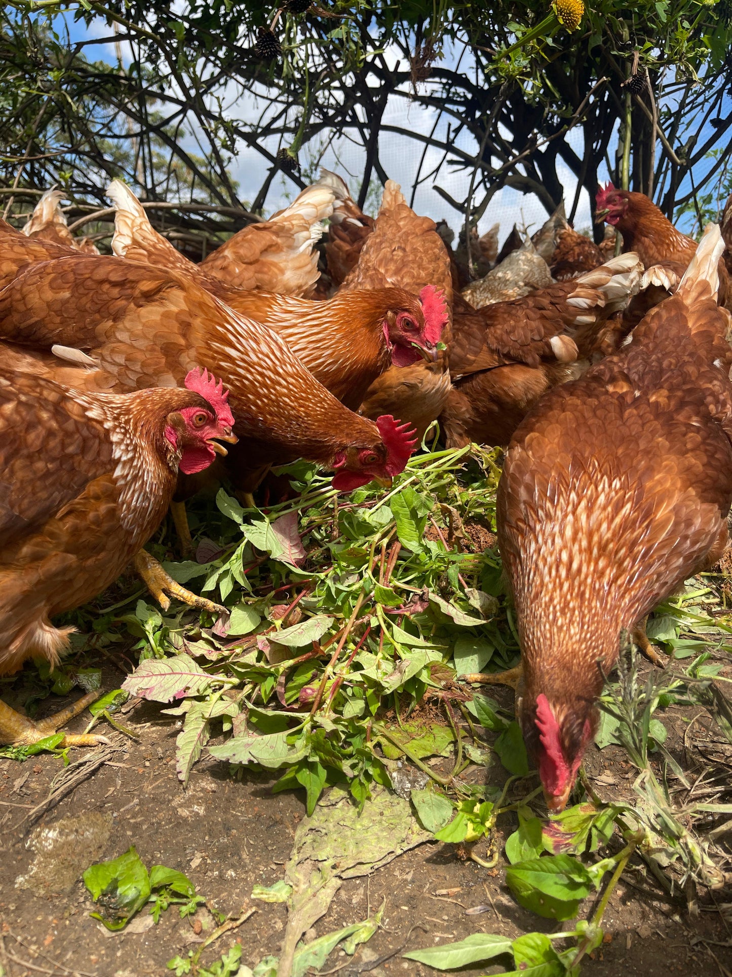 Huevos campesinos (30uds)