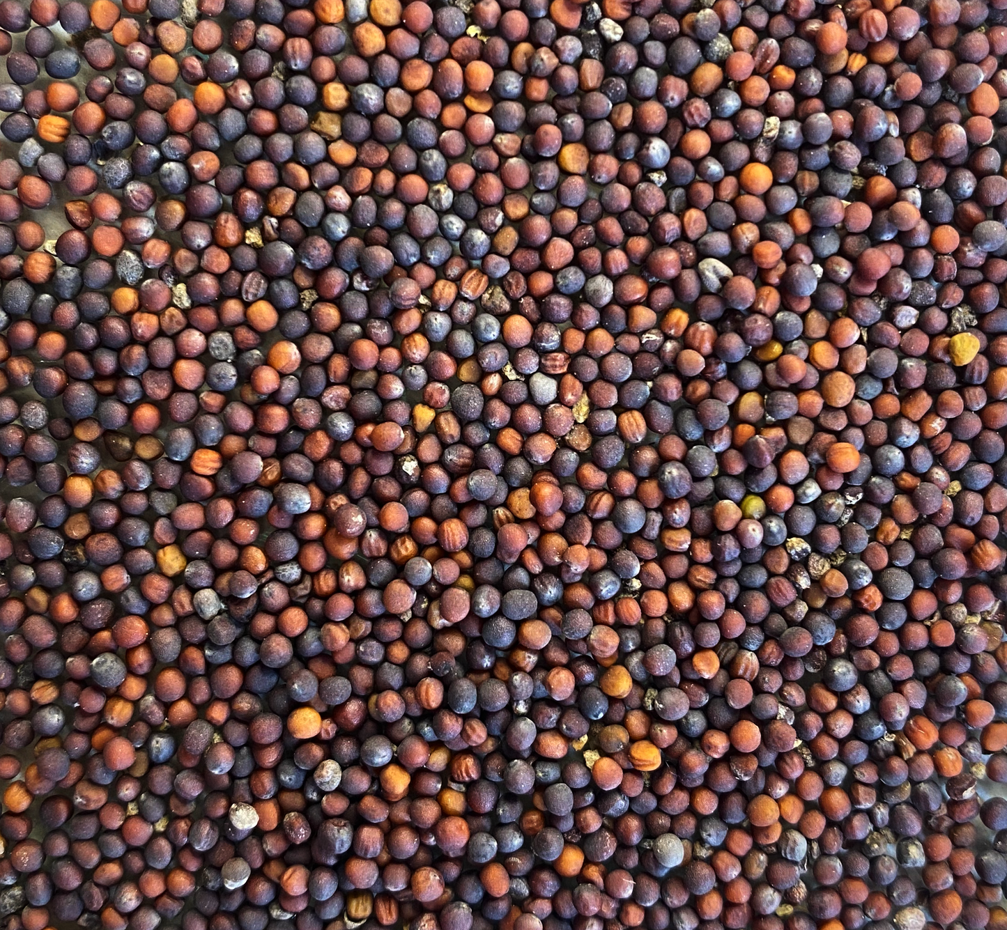 Semilla acelga tatsoi