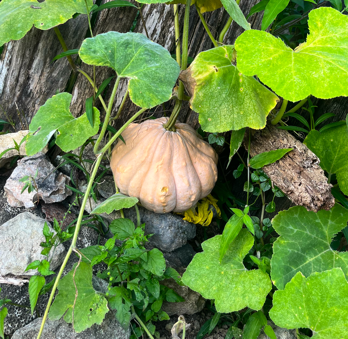 Semilla ahuyama pastelita