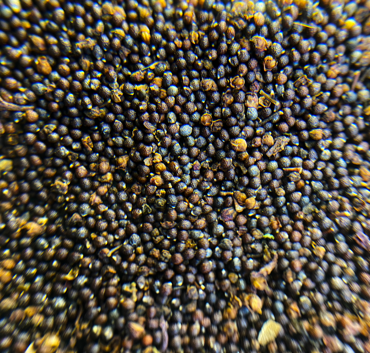Green Basil Seed(1g)