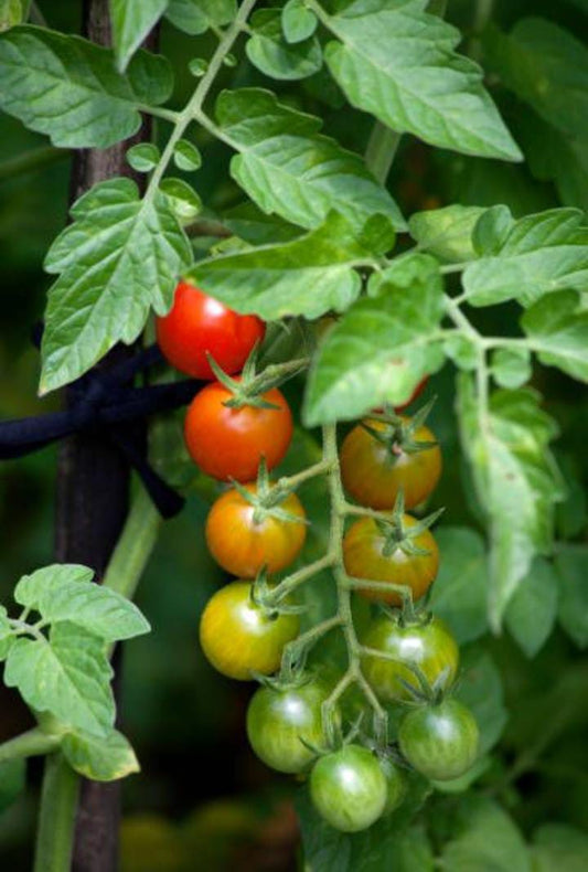 Tomate cherry (500g)