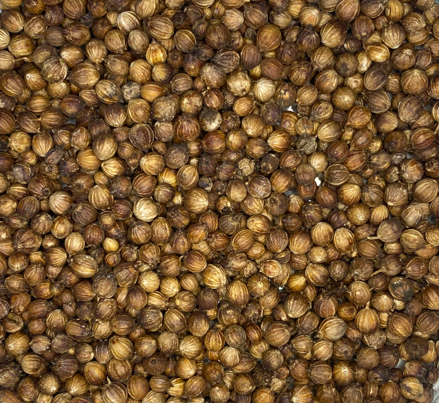 Coriander Seed (10g)