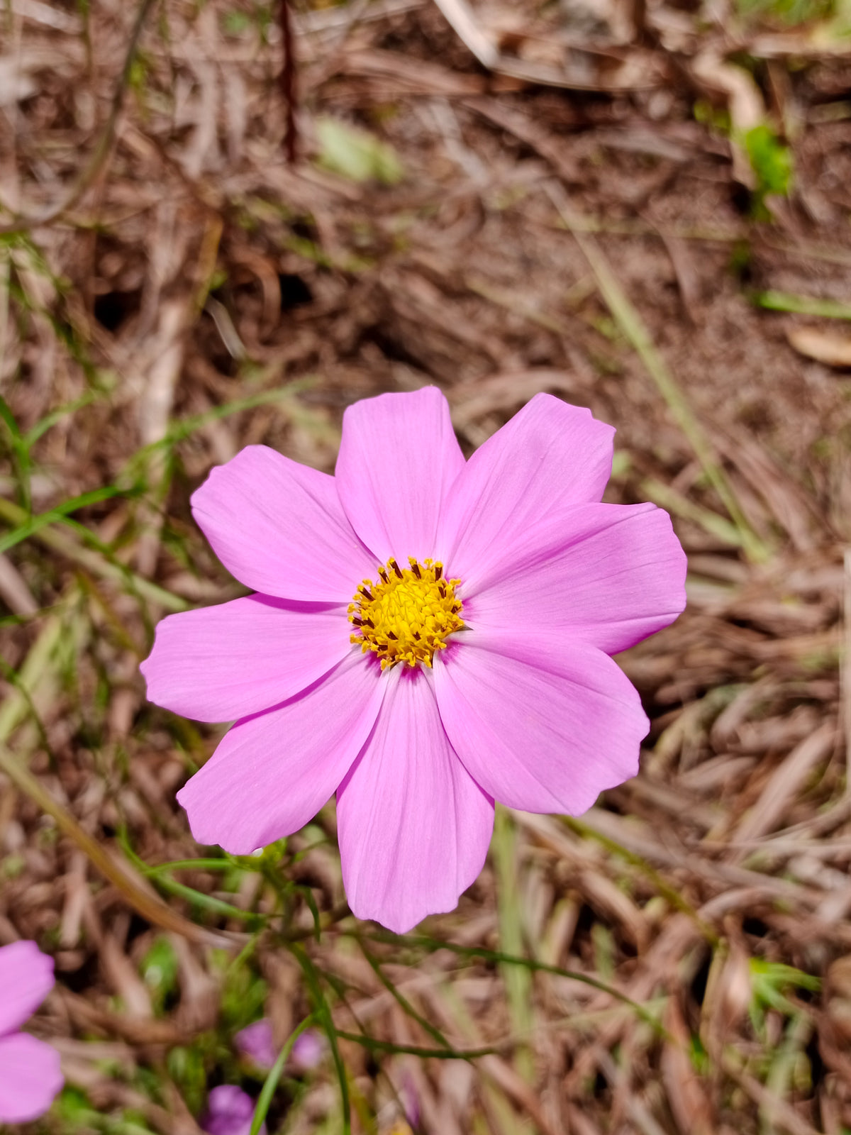 Semilla cosmos