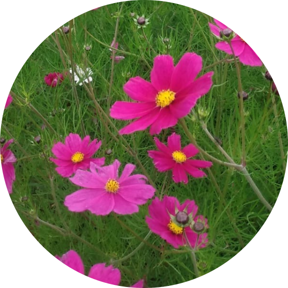Semilla cosmos