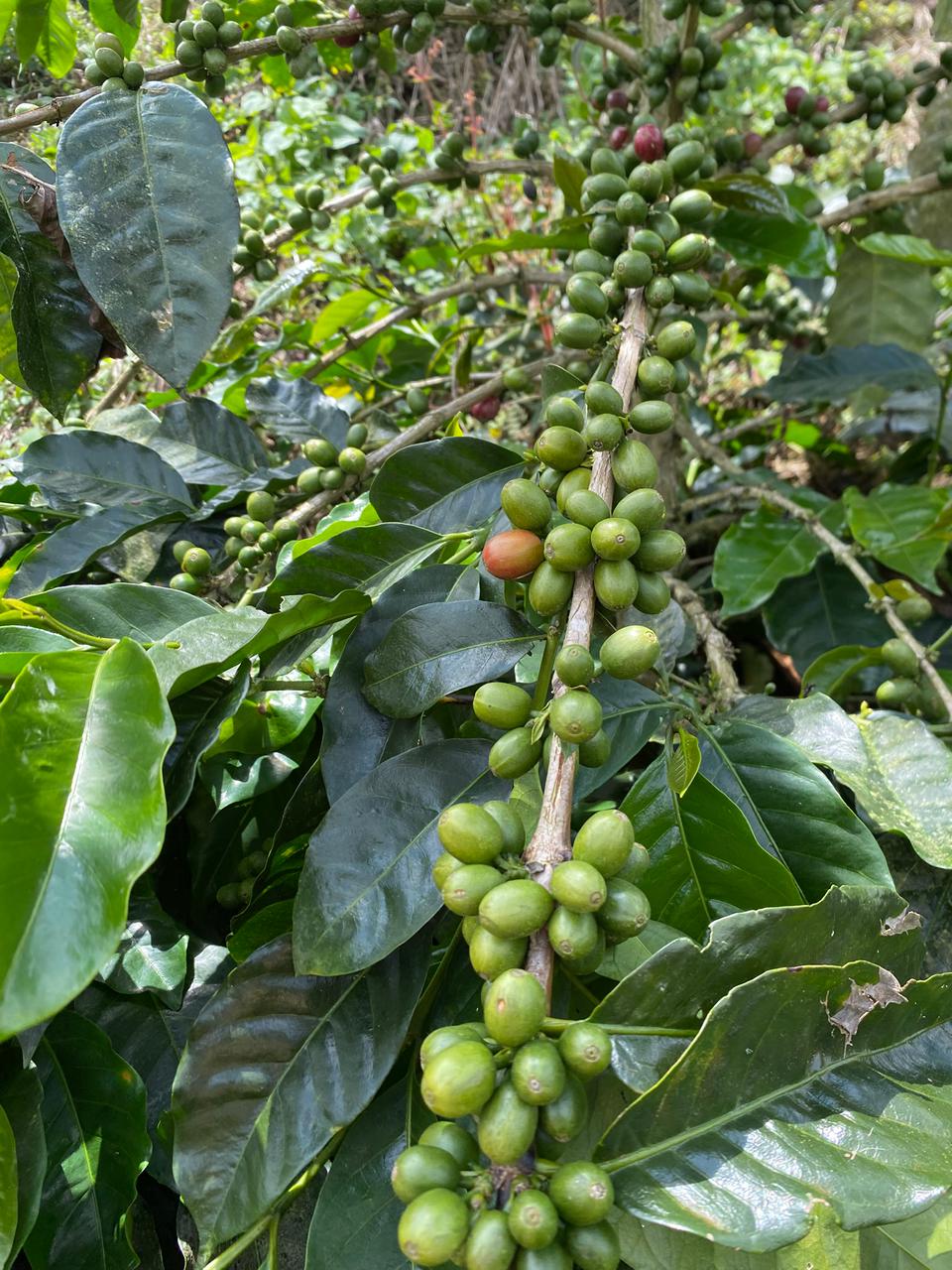 Café Natural