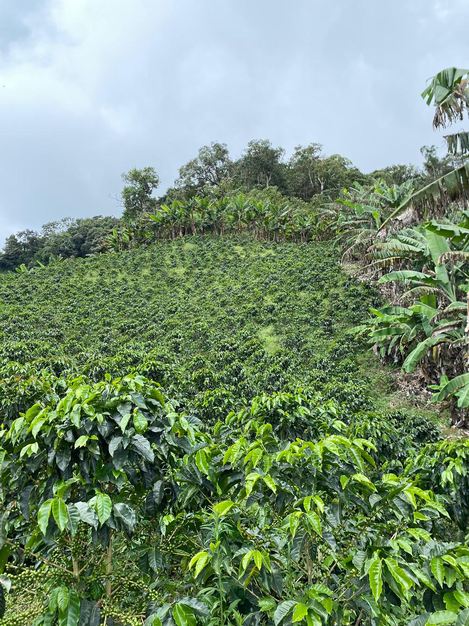 Café Natural