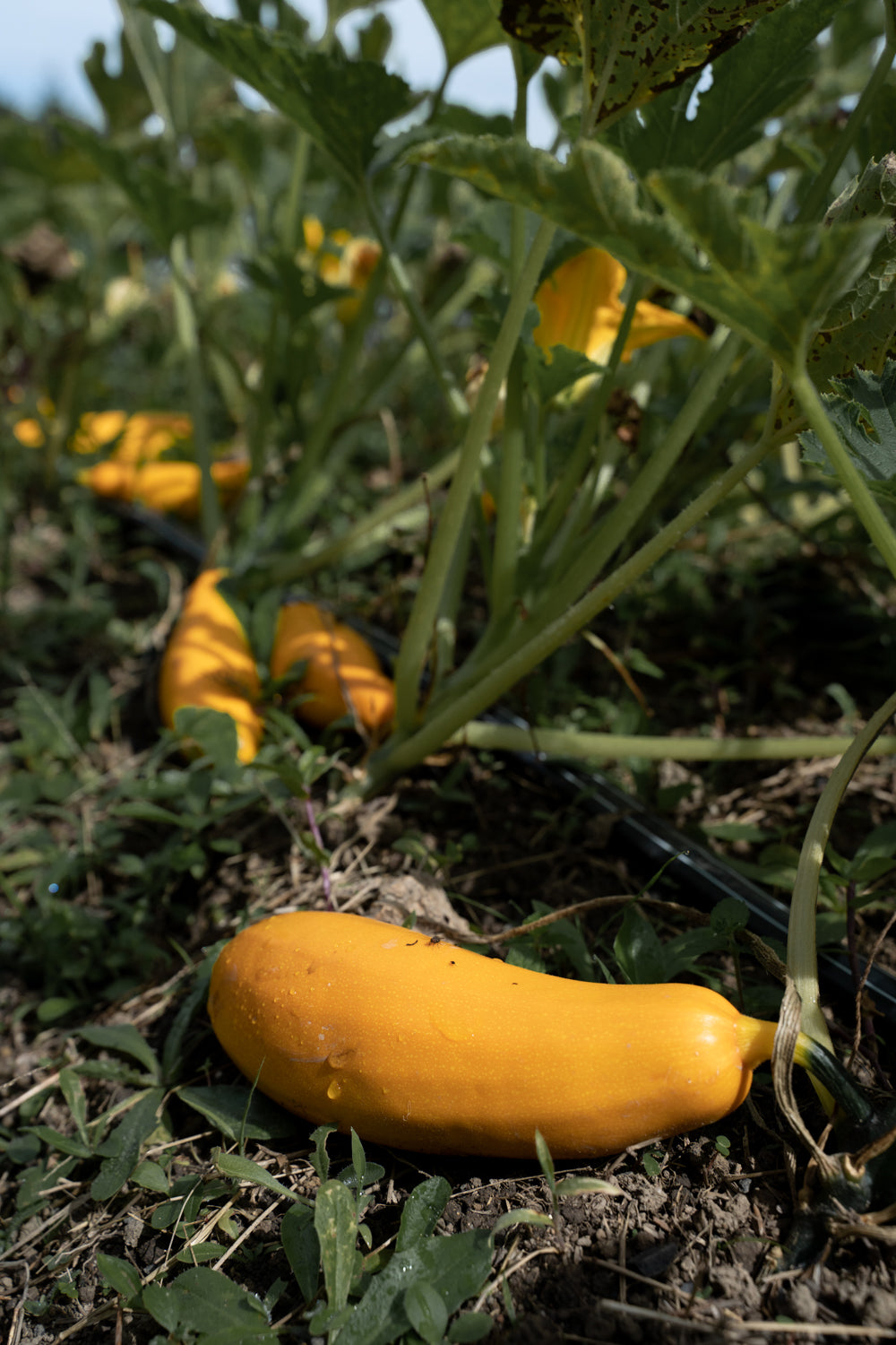Zucchini (500g)
