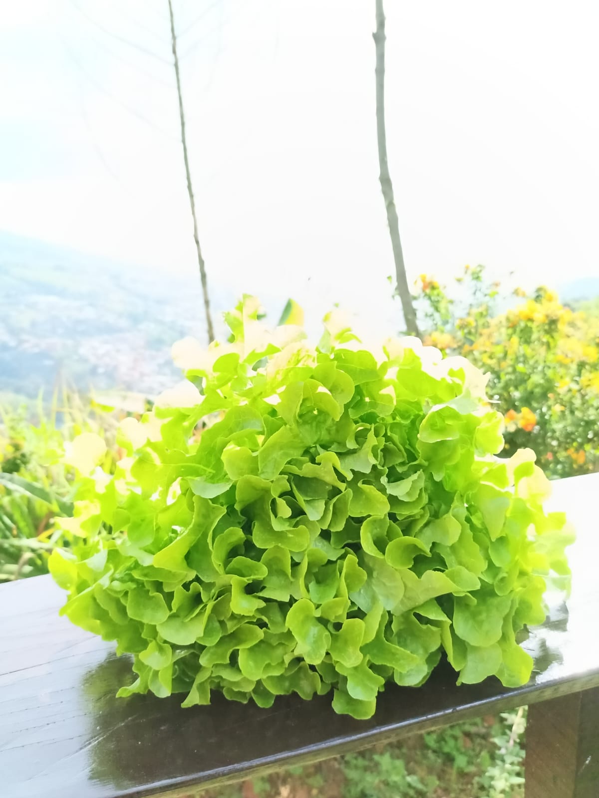 Lechuga hoja de roble