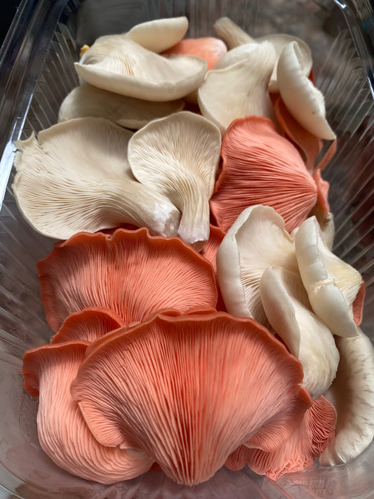 Orellanas frescas (500g)