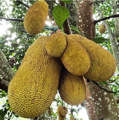 Jaca - Jack fruit (1ud)